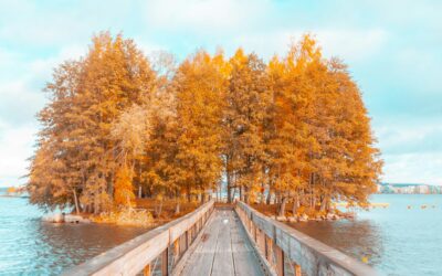 Finding Bridges